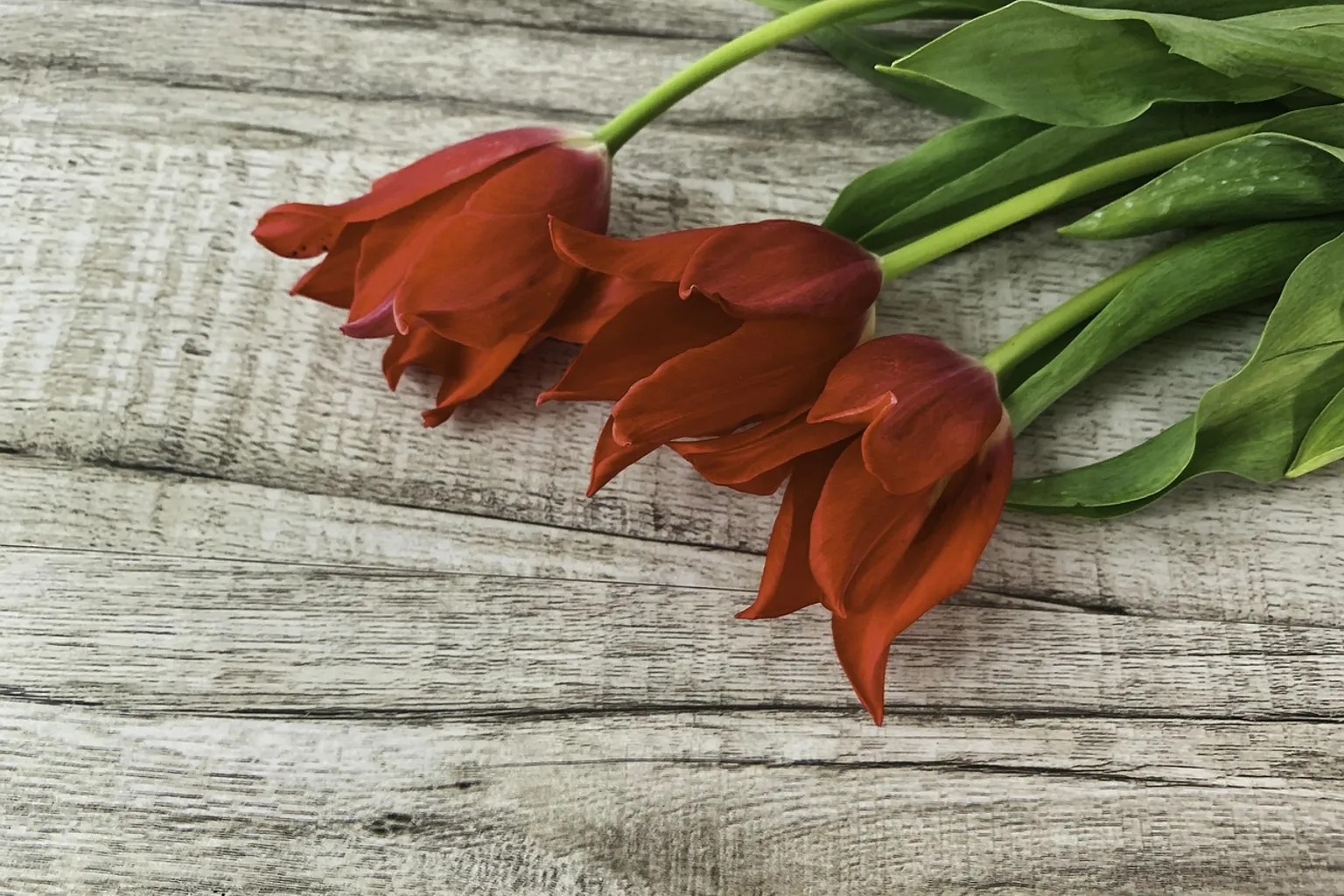 The Tulip Barn Eintritt: Online-Ticket vs. Tageskasse